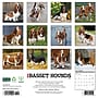 2026 Willow Creek Basset Hounds 12" x 12" Monthly Wall Calendar (50095)~#|#~1C334012-4C7C-4933-81EDACAF73ED5537_sc7