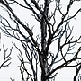Nearly Natural Pre-Lit Halloween Minimalist Twig Artificial Fall Tree, 5' (T5161)~#|#~1C3A0597-A9E3-4874-B5A61FA51BC6DE6D_sc7