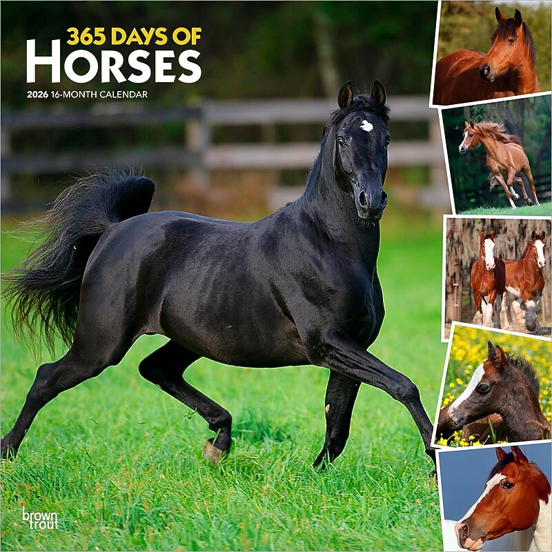 2026 BrownTrout 365 Days of Horses 12" x 12" Monthly Wall Calendar (9798330703760) image 1