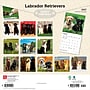 2027 BrownTrout Labrador Retrievers 12" x 12" Monthly Wall Calendar (9798330712540)~#|#~1C54D91B-E9D3-46C5-9708FDF3A6BFA6A7_sc7