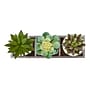 Monarch Specialties Inc. 6" Artificial Succulent Plants, 3/Set (I 9373)~#|#~1C71B2AE-9D1B-419E-8A38F442378A1278_sc7