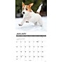 2027 Willow Creek Jack Russell Puppies 12" x 12" Monthly Wall Calendar (60827)~#|#~1CF2E8A7-5945-4EFD-966D6AD75D0CA6DB_sc7