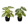 Monarch Specialties Inc. 13" Artificial Monstera and Calthea in Pot, 2/Set (I 9584)~#|#~1D37D0F9-CE56-4F1C-B51D759CDF3754FC_sc7