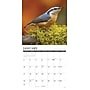 2027 Willow Creek Backyard Birds 12" x 12" Monthly Wall Calendar, Assorted Colors (58978)~#|#~1D5B773B-4D71-4C37-890EB316F2971D2E_sc7