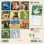 2026 BrownTrout Baby Animals 7" x 7" Monthly Wall Calendar (9798330702237)~#|#~1D899A41-C9AF-45ED-911114CBA2DE9322_sc7