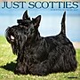 2027 Willow Creek Scotties 12" x 12" Monthly Wall Calendar, Assorted Colors (62203)~#|#~1D8A4E57-01D2-41F4-ACD7DB8373BC63C7_sc7