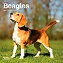 2027 BrownTrout Beagles 7" x 7" Monthly Wall Calendar, Assorted Colors (9798330709885)~#|#~1DA4C56D-C7A0-4EA7-993CFDB11C564CD7_sc7