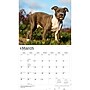 2027 BrownTrout For the Love of American Pit Bull Terriers 14" x 12" Monthly Wall Calendar, Assorted Colors (9798330714759)~#|#~1DC63F39-01B6-4440-888A9AFAD9710F9A_sc7