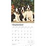 2025 BrownTrout Boston Terrier Puppies 12" x 12" Monthly Wall Calendar