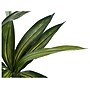 Monarch Specialties Inc. Dracaena in Pot (I 9543)~#|#~1E2A60DB-23AE-43DA-BC8602A11AE128B4_sc7