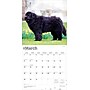 2026 BrownTrout Newfoundlands 12" x 12" Monthly Wall Calendar (9798330704903)~#|#~1EA3960D-533D-47A8-95D9E7BAF26E5B27_sc7
