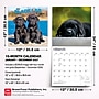 2027 BrownTrout Black Labrador Retriever Puppies 12" x 12" Monthly Wall Calendar (9798330712526)~#|#~1EA5FF89-18CD-4751-A8196258FA0ACB0F_sc7