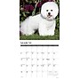 2026 Willow Creek Bichon Frises 12" x 12" Monthly Wall Calendar (50248)~#|#~1FA4BEB6-7898-4556-BBBAD8E7A530499D_sc7