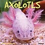 2027 Willow Creek Axolotls 12" x 12" Monthly Wall Calendar, Assorted Colors (58947)~#|#~1FB45E50-63D4-46E9-B920D8580D58B658_sc7