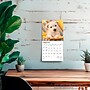 2026 BrownTrout West Highland White Terrier Puppies 7" x 7" Monthly Wall Calendar (9798330706259)~#|#~1FB68018-99FD-427E-BBC0EA26A33A316D_sc7