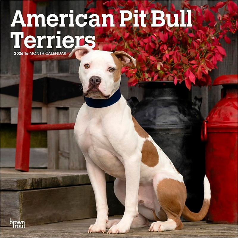 2026 BrownTrout American Pit Bull Terriers 12" x 12" Monthly Wall Calendar (9798330702091) image 1