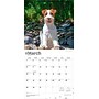 2026 BrownTrout Jack Russell Terriers 12" x 12" Monthly Wall Calendar (9798330703975)~#|#~20BD5DEB-D910-40DE-9C98A624D6E5761F_sc7