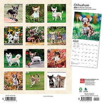 2023 BrownTrout Chihuahuas 12" x 12" Monthly Wall Calendar (9781975449179)