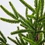 Nearly Natural Artificial Real Touch Norfolk Island Pine in White Decorative Planter, 22" (T5383)~#|#~20F9B22B-A3B5-439E-9E9F499504968AF0_sc7