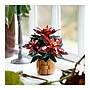 LEGO Botanicals Poinsettia, 608 Pieces (10370)~#|#~21434A29-1437-4700-947EA23E51404A26_sc7