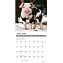 2026 Willow Creek 12 Little Piggies 12" x 12" Monthly Wall Calendar (55298)~#|#~214383BC-AE25-4B2F-88CB7908AAE8D788_sc7