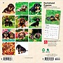 2026 BrownTrout Dachshund Puppies 7" x 7" Monthly Wall Calendar (9798330703081)~#|#~2192DB02-9771-4F3A-941165B931EAA3D2_sc7