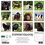 2027 Willow Creek Newfoundlands 12" x 12" Monthly Wall Calendar (61510)~#|#~21B832BE-56C5-40EB-84B301F23BAEEFEB_sc7
