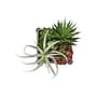 Monarch Specialties Inc. 10" Artificial Succulent in Pot, 2/Set (I 9371)~#|#~21DABCEE-15CE-4A5F-8FD1C0D0A44915A3_sc7