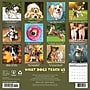 2027 Willow Creek What Dogs Teach Us 12" x 12" Monthly Wall Calendar, Assorted Colors (62890)~#|#~22330ADC-A2A8-4DB4-86F1633D6DAC421B_sc7