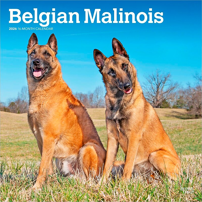 2026 BrownTrout Belgian Malinois 12" x 12" Monthly Wall Calendar (9798330707881) image 1