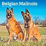 2026 BrownTrout Belgian Malinois 12" x 12" Monthly Wall Calendar (9798330707881)~#|#~225446AE-574D-4085-A13606A98B305CF1_sc7