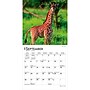 2027 BrownTrout Baby Animals 7" x 7" Monthly Wall Calendar, Assorted Colors (9798330709755)~#|#~22B60228-ACDD-4410-9881967BD2C90EA5_sc7