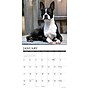 2027 Willow Creek Boston Terriers 12" x 12" Monthly Wall Calendar, Assorted Colors (59302)~#|#~233CCCE8-B11C-41F3-BBA34F48E75CC282_sc7