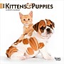 2026 BrownTrout Kittens & Puppies 7" x 7" Monthly Wall Calendar (9798330704095)~#|#~23F6C38A-3969-4523-98819B1003393FCB_sc7