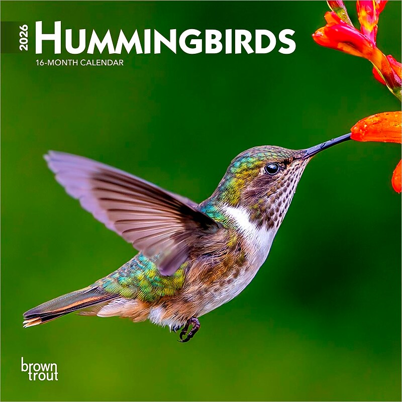 2026 BrownTrout Hummingbirds 7" x 7" Monthly Wall Calendar (9798330703791) image 1