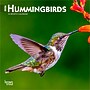 2026 BrownTrout Hummingbirds 7" x 7" Monthly Wall Calendar (9798330703791)~#|#~241B70C7-7124-4218-8FEE5AD3E44ACFA1_sc7