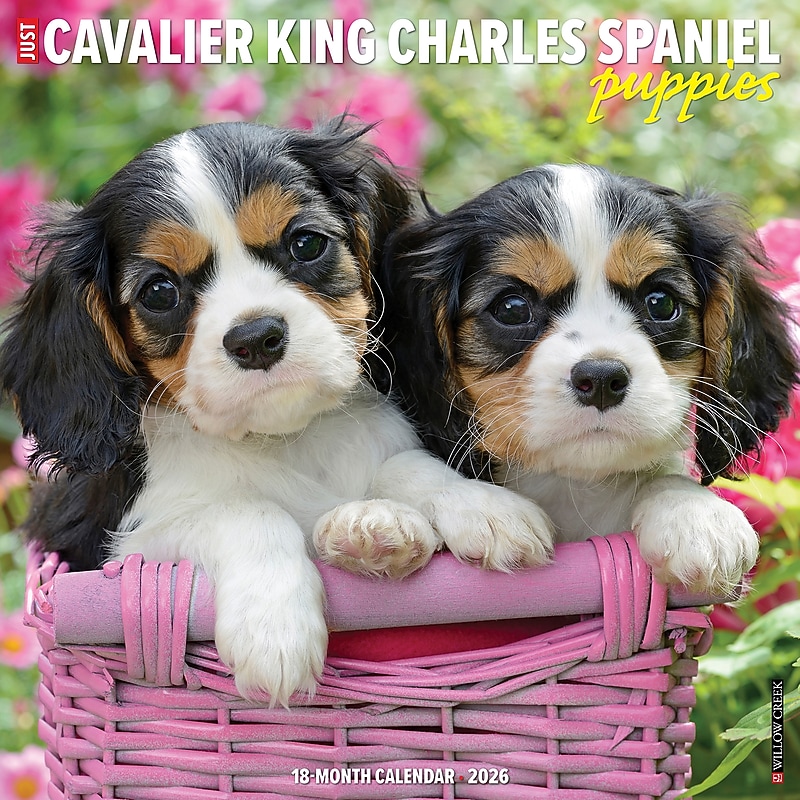 2026 Willow Creek Cavalier King Charles Spaniel Puppies 12" x 12" Monthly Wall Calendar (50644) image 1