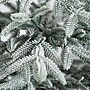 Nearly Natural 7-ft Pre-Lit Artificial Flocked Woodland Fir Christmas Tree with 200 Warm White LED Lights (T4793)~#|#~256CEFF5-BE5B-4989-82D53E71E212AE6A_sc7