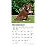 2027 BrownTrout Border Collie Puppies 7" x 7" Monthly Wall Calendar, Assorted Colors (9798330709915)~#|#~25896853-6736-42BC-877F760984E75AEC_sc7