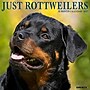 2027 Willow Creek Rottweilers 12" x 12" Monthly Wall Calendar, Assorted Colors (62104)~#|#~25AA6D3F-41C3-42D9-B914785C74B2EE32_sc7