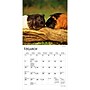 2027 BrownTrout Guinea Pigs 7" x 7" Monthly Wall Calendar, Assorted Colors (9798330709793)~#|#~25BF0F58-E6FE-4E49-993EECFCC9138970_sc7