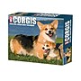 2026 Willow Creek Corgis 6.2" x 5.4" Day-to-Day Calendar (54079)~#|#~262E7283-64B6-4F94-843F98173E0F08AC_sc7