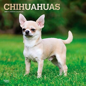 2023 BrownTrout Chihuahuas 12" x 12" Monthly Wall Calendar (9781975449179)
