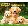 2027 BrownTrout For the Love of Golden Retrievers 14" x 12" Monthly Wall Calendar, Assorted Colors (9798330709267)~#|#~26DDE5F9-1998-4CCD-A1CB3226269CD165_sc7