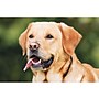S&S 24-Piece Thera Jigsaw Foam Puzzle, 4 Puzzles/Set (19211)~#|#~27175690-ED6E-4EAF-AE08A9670699FD98_sc7