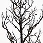 Nearly Natural Pre-Lit Artificial Halloween Black Spooky Twig Tree, 3' (T5234)~#|#~27467494-B565-47AD-9BC253527CF15BF3_sc7