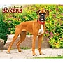 2027 BrownTrout For the Love of Boxers 14" x 12" Monthly Wall Calendar, Assorted Colors (9798330709236)~#|#~27B84A0A-F944-419C-A741EA572A53174D_sc7