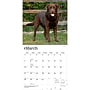 2027 BrownTrout Chocolate Labrador Retrievers 12" x 12" Monthly Wall Calendar (9798330712564)~#|#~27F22B1F-E23C-436F-8049EFB154575CA1_sc7