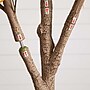 Nearly Natural 9' Autumn Maple Artificial Fall Tree (T4812)~#|#~2832001B-82C0-4610-ABC8CE60B9007608_sc7