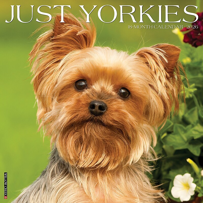 2026 Willow Creek Yorkies 12" x 12" Monthly Wall Calendar (53379) image 1